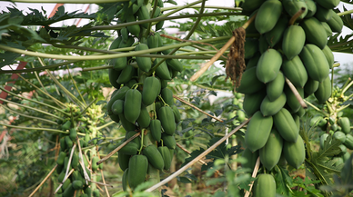 Papaya meyvesinin ilk ihracatı Kuveyt'e