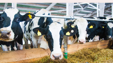 Şap hastalığıyla mücadelede Türkiye kontrollü şekilde ilerliyor