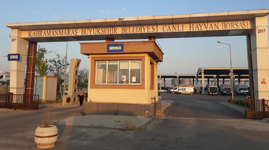 Şap tehlikesi geride kaldı! Kahramanmaraş canlı hayvan pazarı açıldı