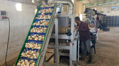 Sarımsak çiftçisi, ata tohumu tesisi kurdu