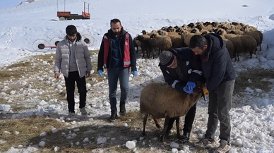 Sürülere kış mevsimine özel mobil sağlık hizmeti