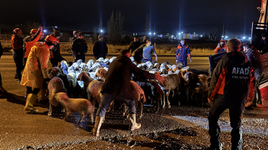 Taşkın riski nedeniyle 200 hayvan tahliye edildi