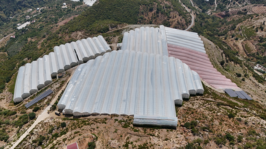 Tropikal meyve bahçelerinde enerji maliyetlerini düşüren yatırım