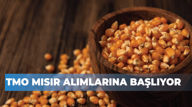 Türkiye’de mısır hasadı başladı! TMO alım fiyatını açıkladı