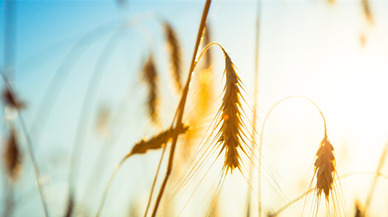 Türkiye, FAO konsey üyeliğine seçildi