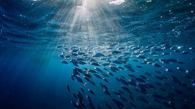 Türkiye, Hint Okyanusu'nda gözlemci ülke seçildi