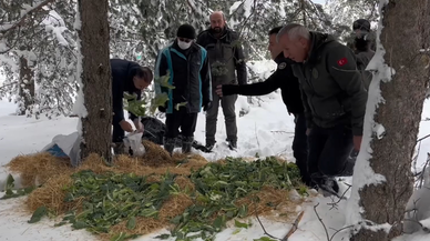 Yaban hayvanları için karlı kaplı alanlara yem bırakıldı