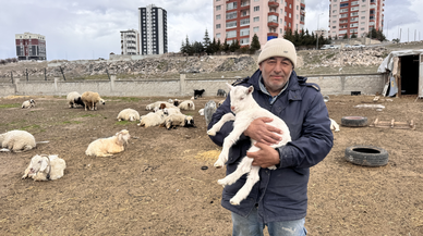 Yabani hayvanların saldırısına uğrayan keçilerden 6'sı telef oldu, 5'i kayboldu