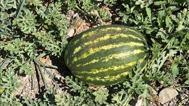 Yandex yapay zeka destekli Karpuz Seçiciyi hizmete sundu