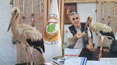 Yangınlardan kaçtığı değerlendirilen yaralı leylek ormancılara sığındı