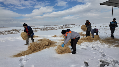 Yılkı atları ve sokak hayvanları için doğaya yem ve mama bırakıldı