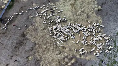 Sivas’ta doğanın en güçlü bağı Kuzular annelerini kokusundan buldu
