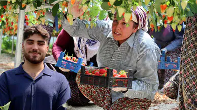 Çilek üretimini yapay zekayla buluşturan genç, ilk hasadıyla ihracata açıldı