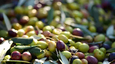 Avrasya’nın zeytin stratejileri Türkiye’de belirleniyor