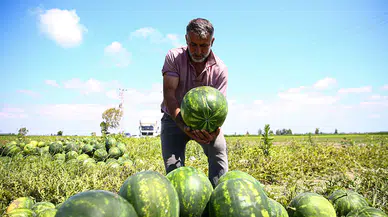 Karpuzunun kilosu tarlada 18 liraya kadar düştü