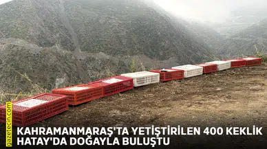 Kahramanmaraş'ta yetiştirilen 400 keklik Hatay'da doğayla buluştu