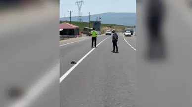 Polis yolun karşısına geçen kaplumbağa için trafiği durdurdu