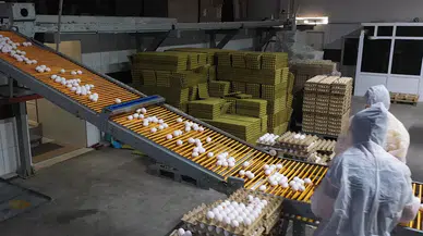 Kuş gribi Avrupa'nın yumurta talebini Türkiye'ye taşıdı