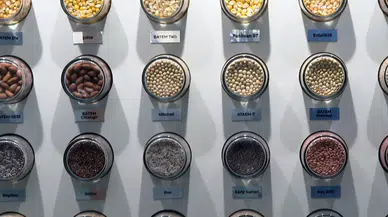 Tohumculukta ihracatın ithalatı karşılama oranı yüzde 141'e çıktı