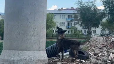 Enkazlarda büyütülen Ego, afetlerde can kurtarmak için hazır bekliyor