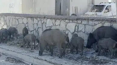 Yerleşim alanına inen yaban domuzu sürüsü böyle görüntülendi