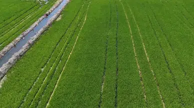 Edirne'de çeltik üretim alanı 500 bin dekara ulaştı