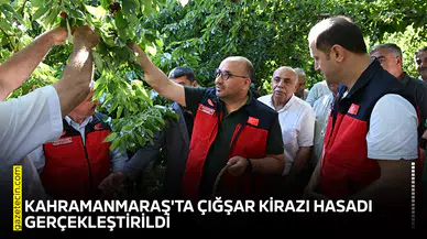 Kahramanmaraş'ta Çığşar kirazı hasadı gerçekleştirildi