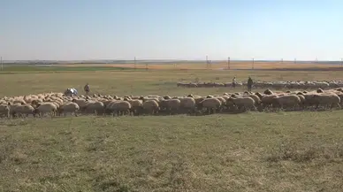 Hayvan varlığı 400 bini aşan TİGEM'den damızlık desteği