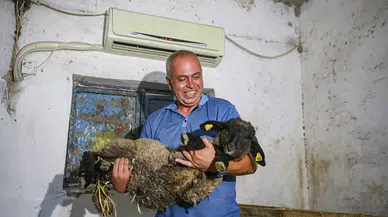 Adanalı besici sıcaktan etkilenen koyunlarını klimalı ahırda serinletiyor