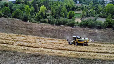 Kastamonu'da "buğdayın atası" siyezin hasadına başlandı