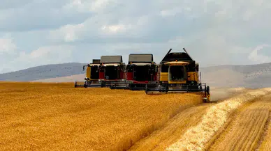 Anadolu Tarım İşletmesinde buğday hasadı tamamlanıyor