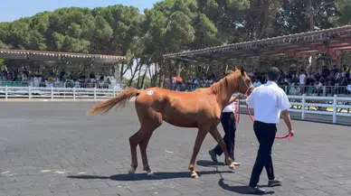 29 safkan Arap tayı satışa sunuldu