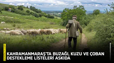 Kahramanmaraş’ta buzağı, kuzu ve çoban destekleme listeleri askıda