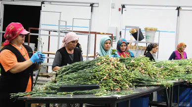 Süs bitkisi ihracatında yılın ilk yarısında rekor kırıldı