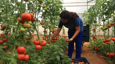 Batı Akdeniz'in yaş meyve ve sebze ihracatı yüzde 16,45 arttı