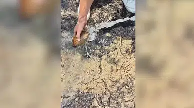 Alevlerin arasında kalan kaplumbağayı itfaiye kurtardı