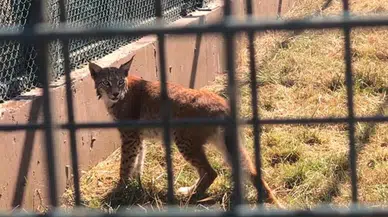 Hamzabeyli’de yabani hayvan kaçakçılığına darbe! Gümrükte yakalandılar