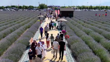 Türkiye'nin en büyük lavanta bahçesinde festival heyecanı başladı