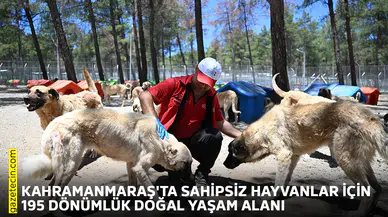 Kahramanmaraş'ta sahipsiz hayvanlar için 195 dönümlük doğal yaşam alanı