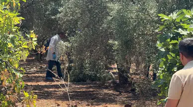 Zeytinlikte elleri arkadan bağlı olan bir genç ölü olarak bulundu