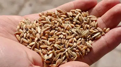 Türk tohumculuğu Asya ile Avrupa arasında büyüyor