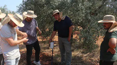 Kooperatif kuran doktorlar zeytin verimi için yapay zekadan destek alıyor