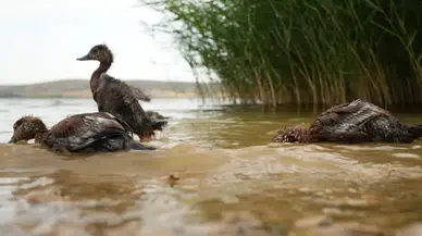 Koruma altındaki angut yavruları doğal yaşam alanına bırakıldı