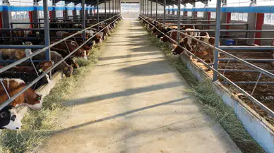Çiftçilere müjde! Destekleme ödemeleri hesaplara aktarıldı