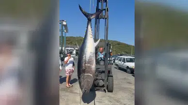 Balıkçılar 2 metre 80 santim boyunda orkinos yakaladı