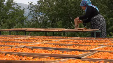 İsrafın önüne geçti, kuru meyvelerle ihracata gözünü dikti