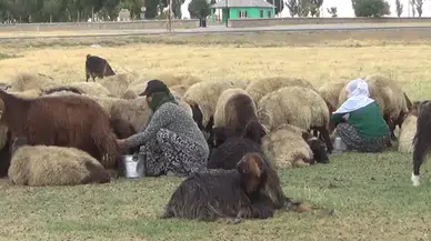 Yayladaki üç aylık mesainin ardından köye dönüş başladı