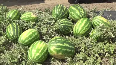 Muş'ta 230 bin ton karpuz üretilmesi bekleniyor