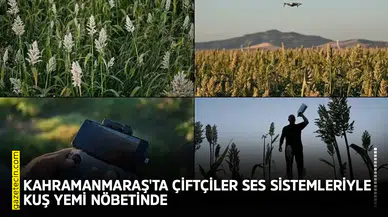 Kahramanmaraş'ta çiftçiler ses sistemleriyle kuş yemi nöbetinde