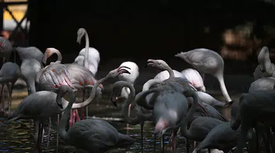 Gaziantep Doğal Yaşam Parkı'ndaki flamingo sayısı 52'ye ulaştı